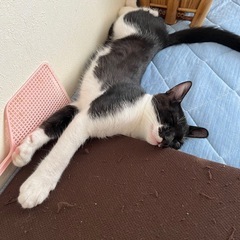 子猫の里親募集してます