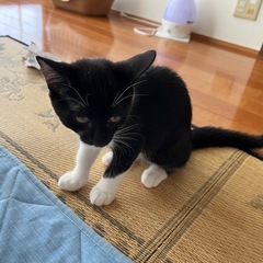 子猫の里親募集してます - 亘理郡