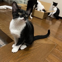 子猫の里親募集してます - 猫