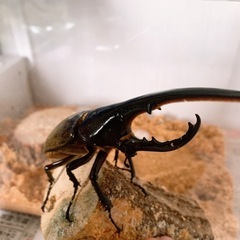 ヘラクレスオオカブト売ってくれる方探してます。