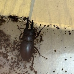 ノコギリクワガタ♂