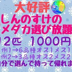 🉐選び放題に令和サファイアもサファ王も〜🉐