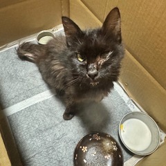 里親様見つかりました。