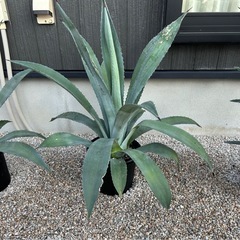 植物、アガベ、リュウゼツランの画像