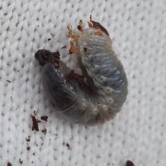 カブトムシ幼虫(飼育個体)