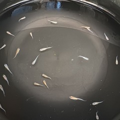 画像のメダカ全部　雲州三色メダカ　幼魚30匹　　　　　