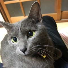 里親さま募集です！ロシアンブルー×ドンキニーズの男の子です🐈
