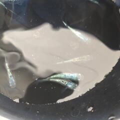 ネプチューンメダカ