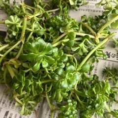 準絶滅危惧種　浜万年草画像いっぱい
