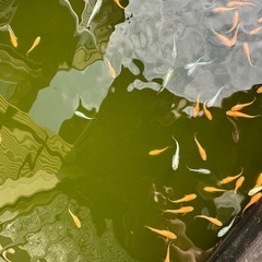 メダカ、めだか　ミックス10匹