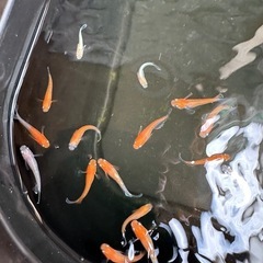メダカ、めだか　レッドクリフ紅白タイプ若魚5匹