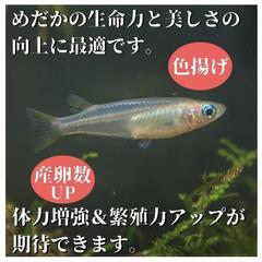 タマミジンコ🫧メダカ活餌！　改良めだか多数　メダカ無人販売所　　