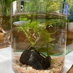 ミニアクアリウム
