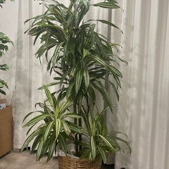 観葉植物　ドラセナ・ワーネッキー・レモンライム　170cm