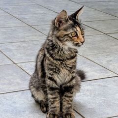 ⑥約3ヶ月　⭐️里親さん決定⭐️　長毛で美人なさび猫