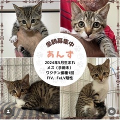 キジ白　子猫　美人さん✨