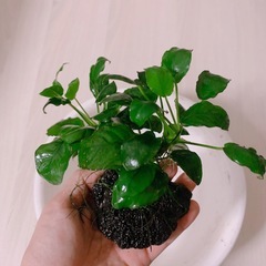 アヌビアスナナ　溶岩石付き