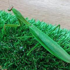 天然オオカマキリ♀単品