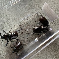 カブトムシ4匹虫かご付き