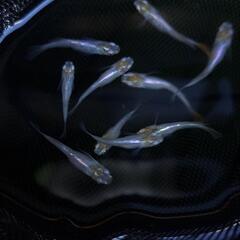 メダカ　ホワイトメタリック　10匹　１セットのみの画像