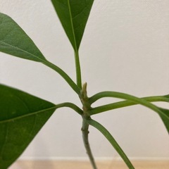 アボカド②（水耕栽培）の画像