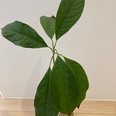 アボカド②（水耕栽培）の画像