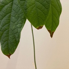 アボカド②（水耕栽培）の画像