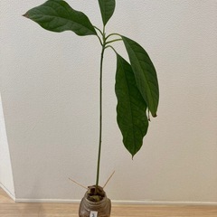 アボカド②（水耕栽培）
