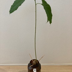 アボカド④（水耕栽培）