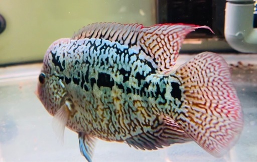 引取限定　熱帯魚　フラワーホーン　キングカムファ