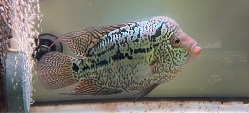 引取限定　熱帯魚　フラワーホーン　キングカムファ