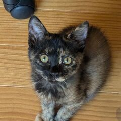 ⑤約2ヶ月　子猫里親募集！　⭐️里親さん決定しました⭐️　丸しっ...