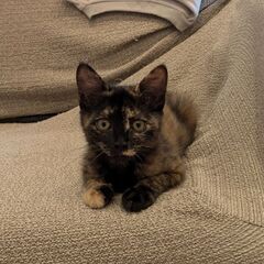 ⑤約2ヶ月　子猫里親募集！　⭐️里親さん決定しました⭐️　丸しっぽキョトン顔のサビ猫ちゃん😺 - 合志市