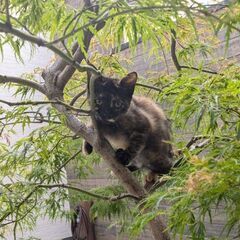 ⑤約2ヶ月　子猫里親募集！　⭐️里親さん決定しました⭐️　丸しっぽキョトン顔のサビ猫ちゃん😺 − 熊本県