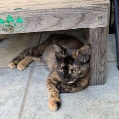 ⑤約2ヶ月　子猫里親募集！　⭐️里親さん決定しました⭐️　丸しっぽキョトン顔のサビ猫ちゃん😺 - 里親募集