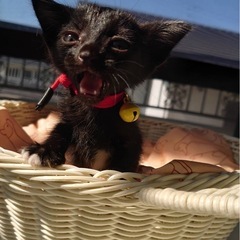 黒猫　4匹　里親募集‼️