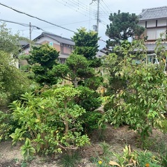 庭木いろいろもらって下さい。募集中断、します。
現在お話中 