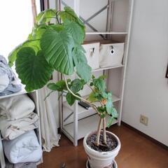 観葉植物 ウンベラータ