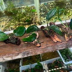 残り4個❗️✨アヌビアスナナ流木✨