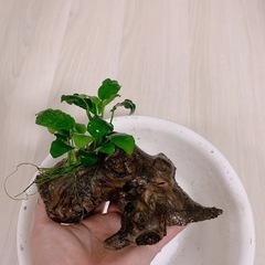 アヌビアスナナ付き流木