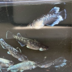 【再開します】★2品種🐟拡張セット