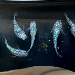 メダカ　白ブチサファイア　1匹単位