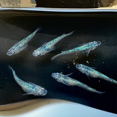 メダカ　白ブチサファイア　1匹単位の画像