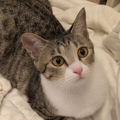 ④約2才　猫里親募集！　⭐️里親さん決定しました⭐️　仕草も可愛...