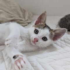 ②約3ヶ月　⭐️里親さん決定しました⭐️　目と耳の大きな可愛い子