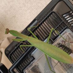 【道内産】祈り虫　　　　　　　　　オオカマキリ　緑色♀②