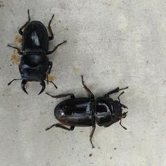 オオクワガタ 雄雌ペア ♂♀