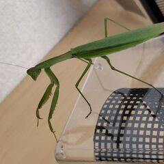 【道内産】祈り虫　　　　　　　　　オオカマキリ　緑色♀③