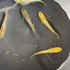 メダカ　琥珀ラメ　針子
