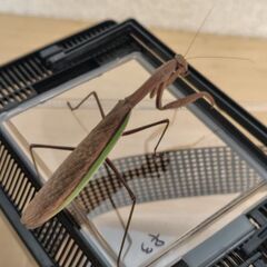 【道内産】祈り虫　　　　　　　　　オオカマキリ　褐色♀